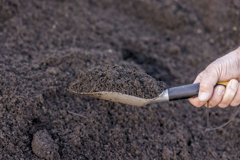 rich garden soil in a trowl