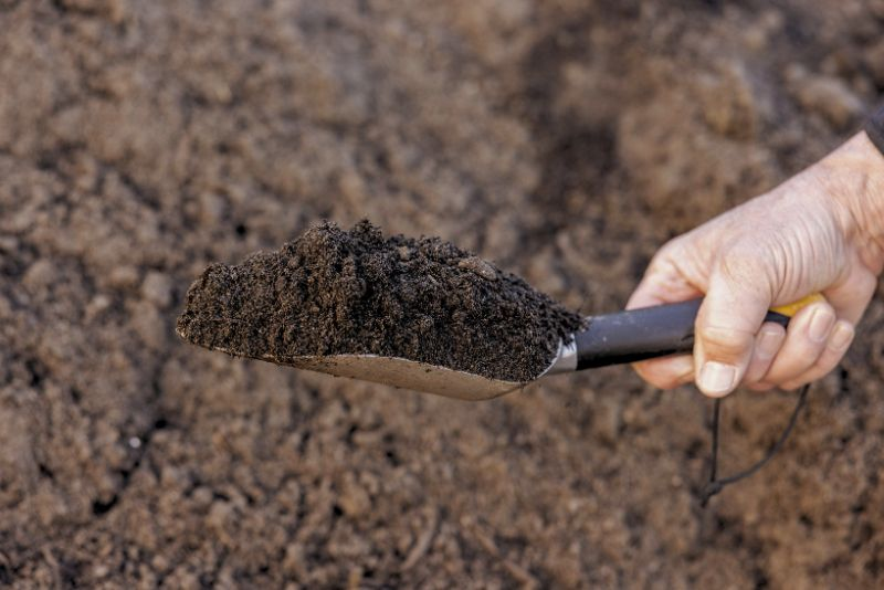 organic garden soil in a trowl