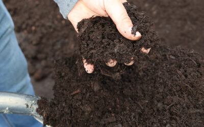 The 4 Main Benefits of Mulch