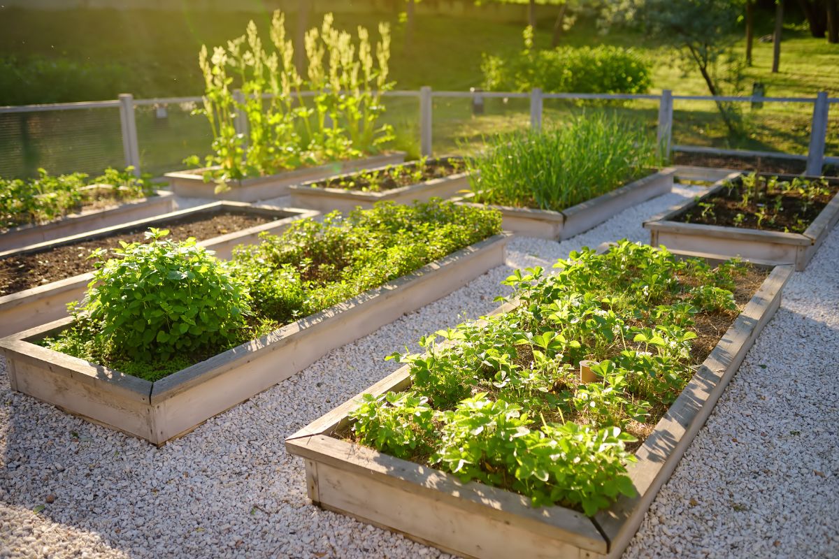 raised garden beds in a sunny, wind protected area