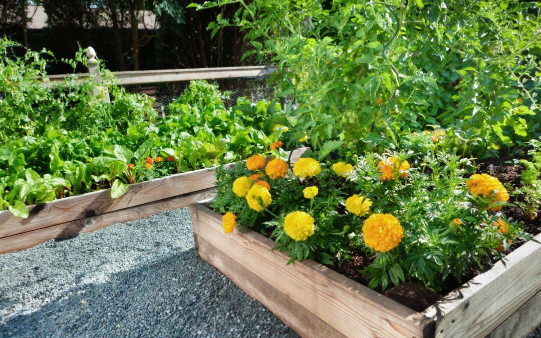 image of cedar boards holding marigolds and other plants