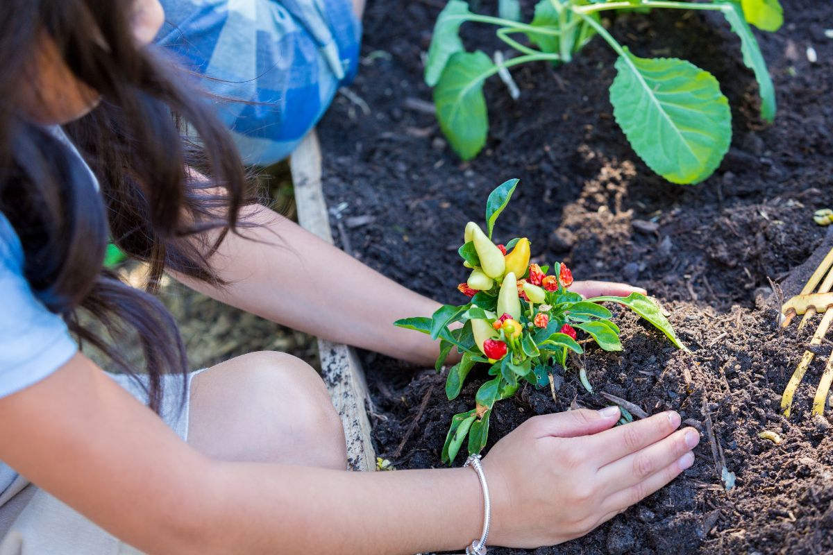 girl planting peppers in a new raised garden bed