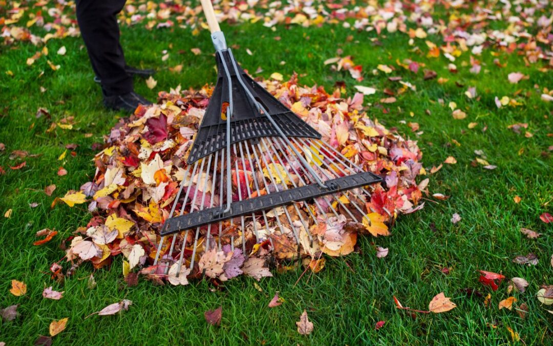 fall leaves with a rake