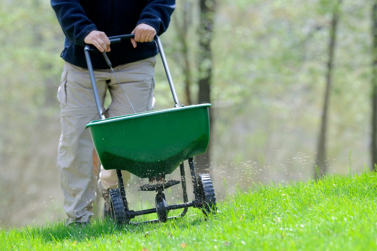 person fertilizing the lawn