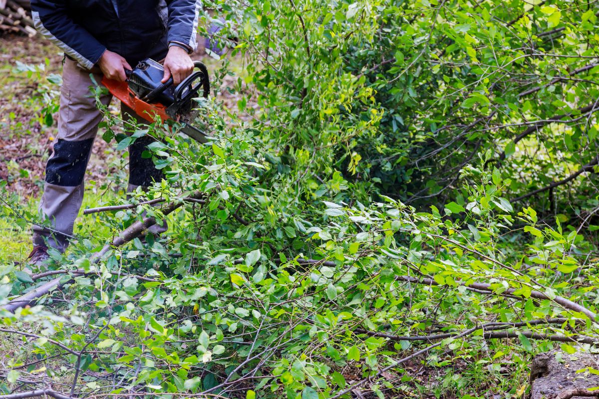 person with chainsaw cutting branches