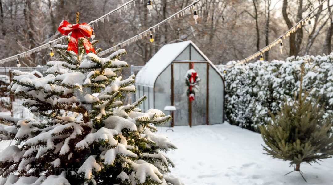 snowy back yard