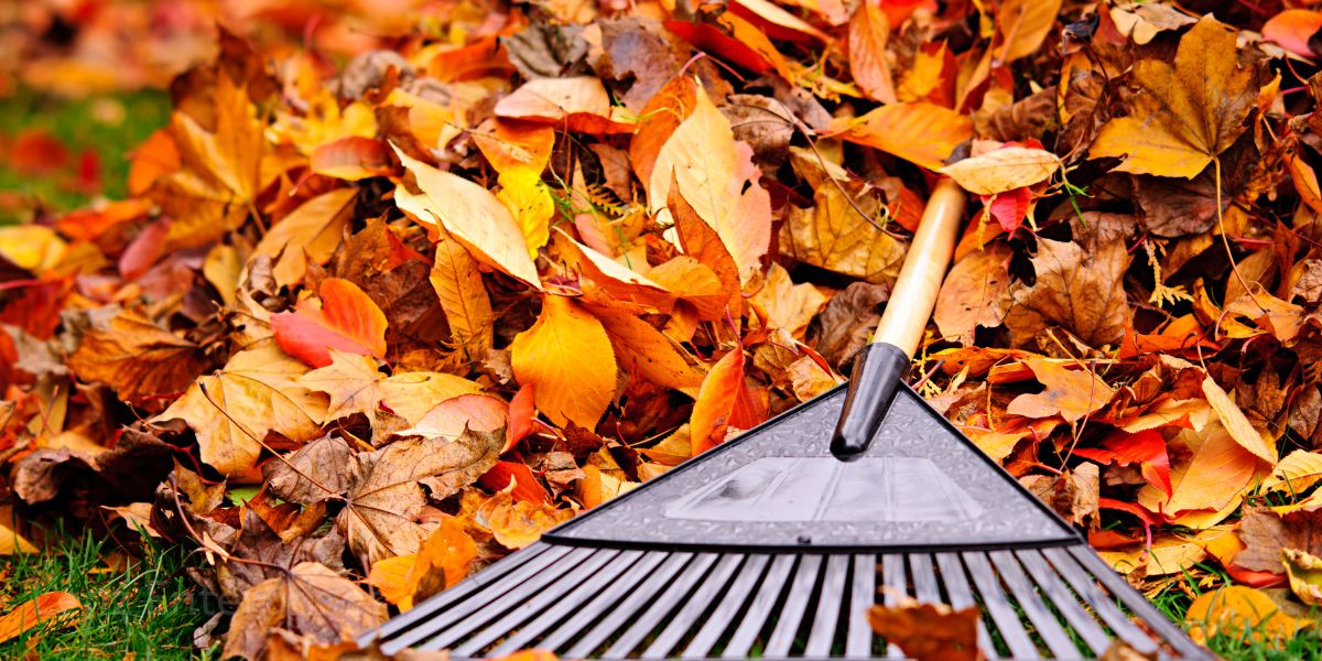 fall leaves and rake