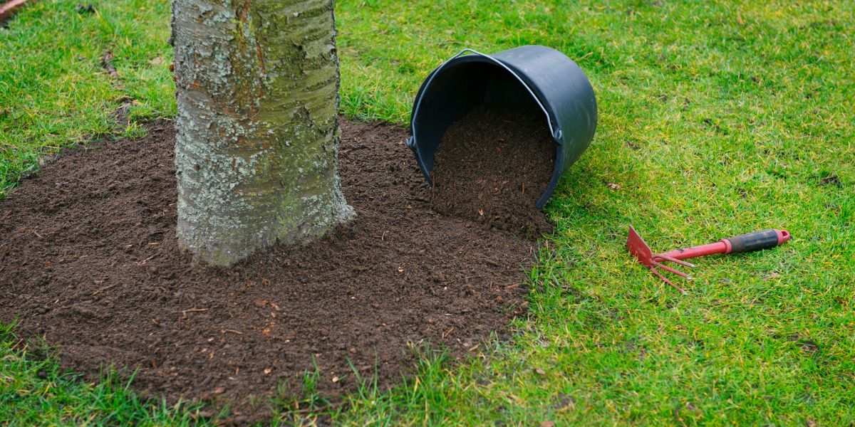 compost at the base of a fruit tree