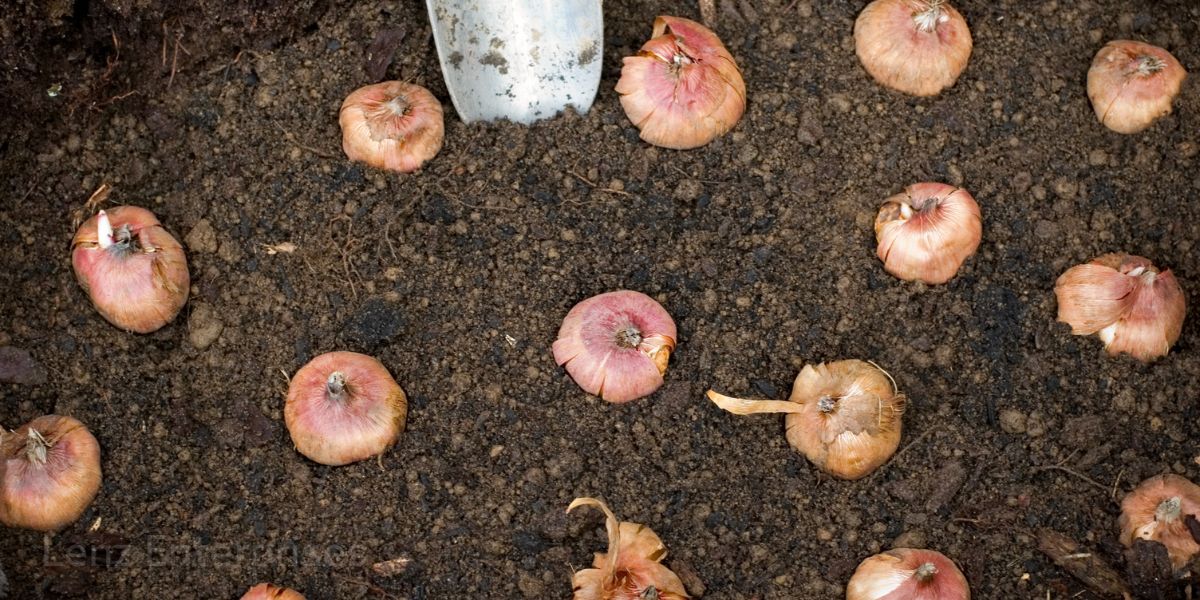 flower bulbs in dirt