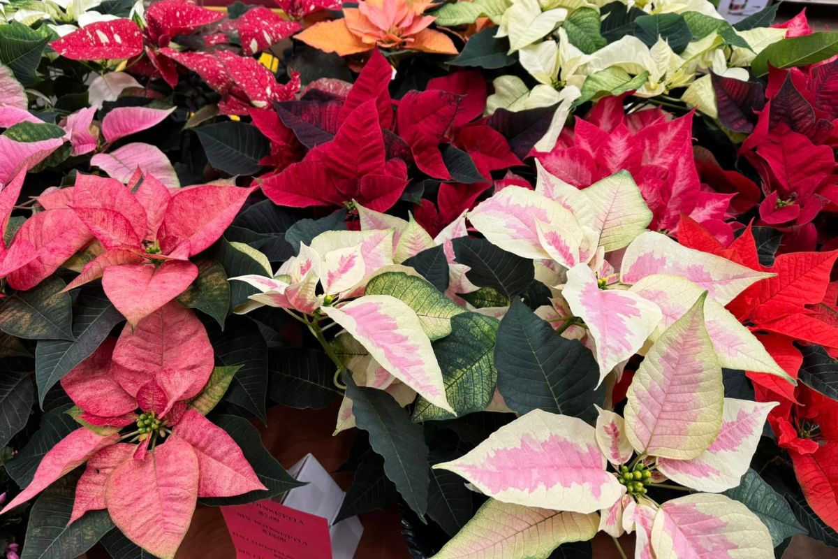 Pink, white and red poinsettias