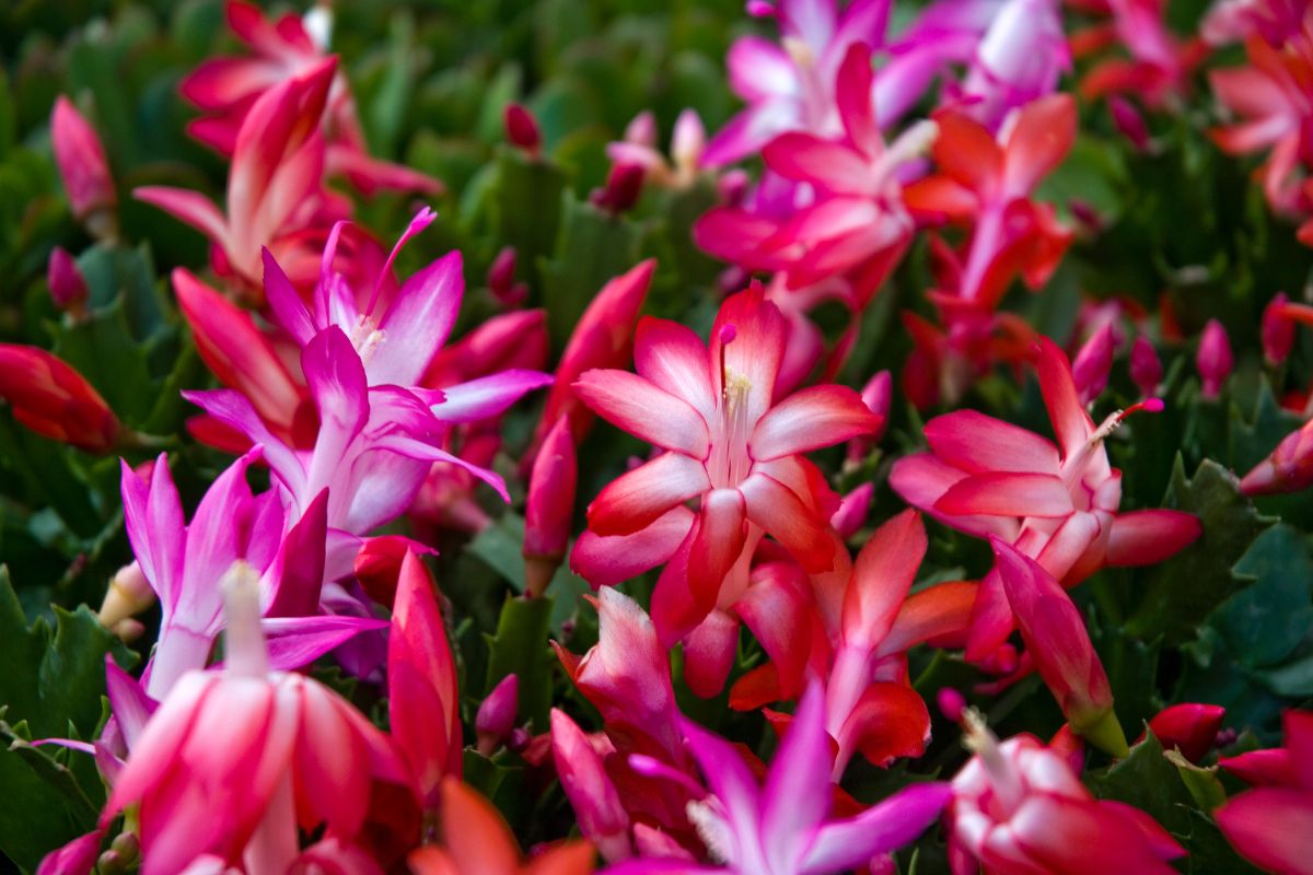 Pink and red Christmas Cactus