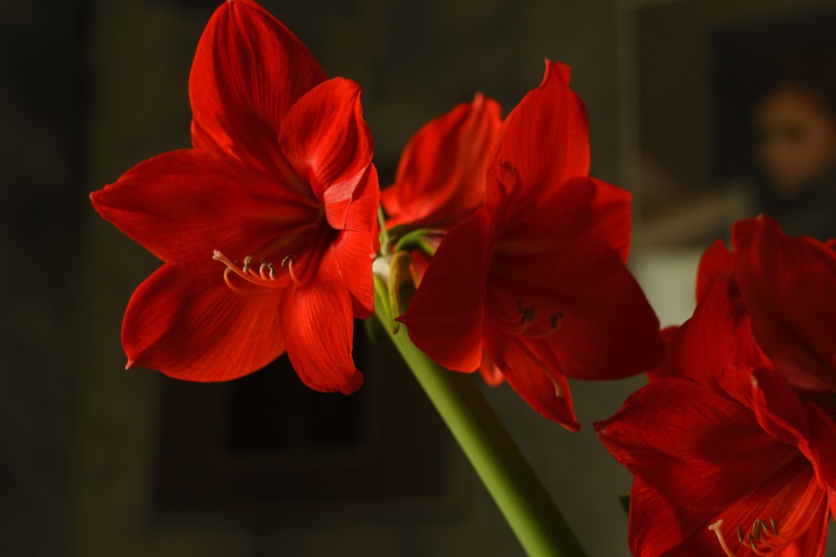 Red amaryllis flower