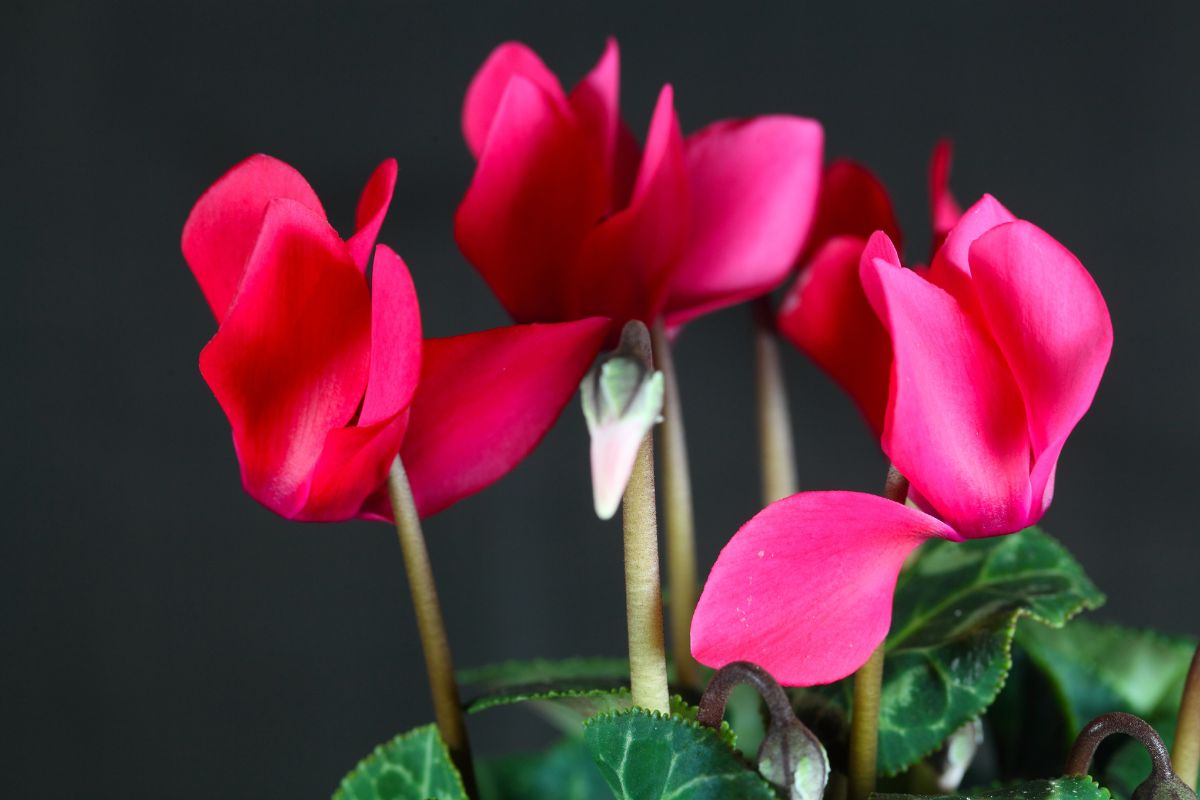 Pink cyclamen