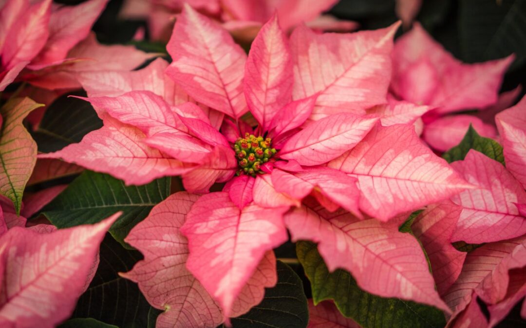 Pink poinsettias