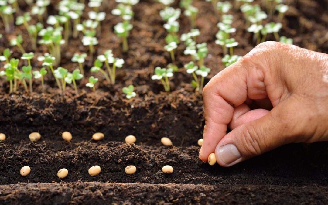 Spring Ahead: Start Seed Planning Now