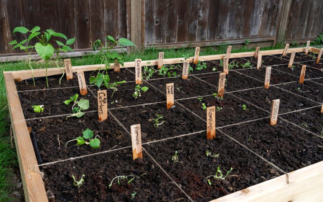 New to vegetable gardening