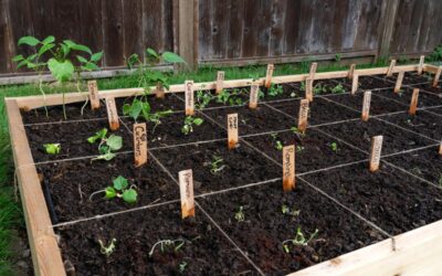 Vegetable Gardens: A Primer for First-Time Growers in the PNW