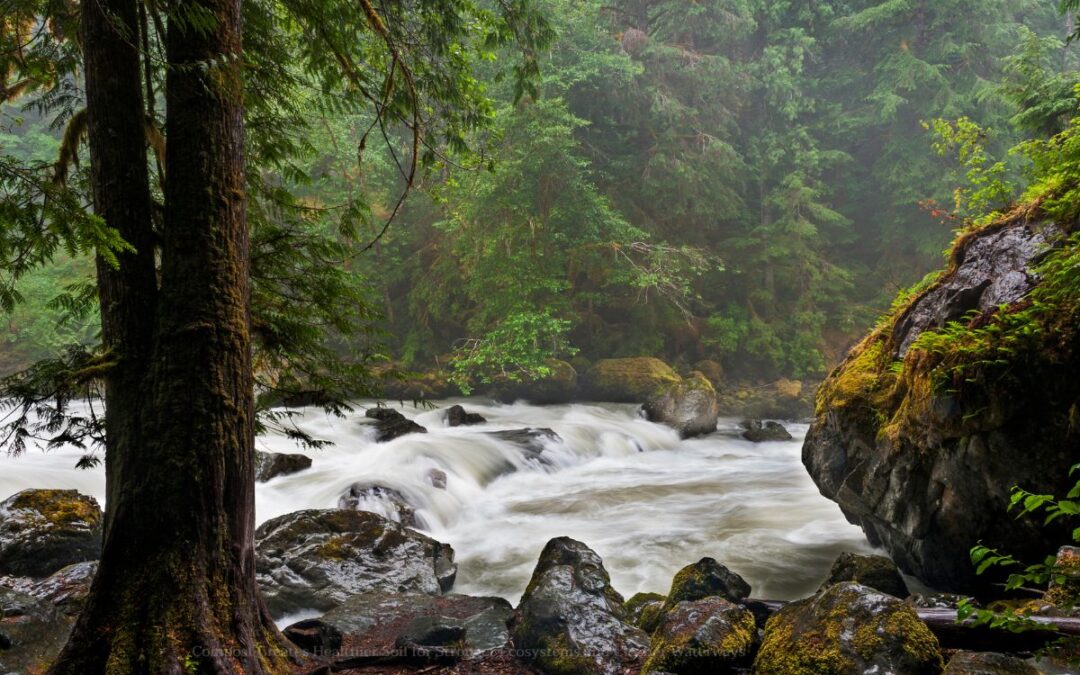 Compost Creates Healthier Soil for Stronger Ecosystems and Cleaner Waterways