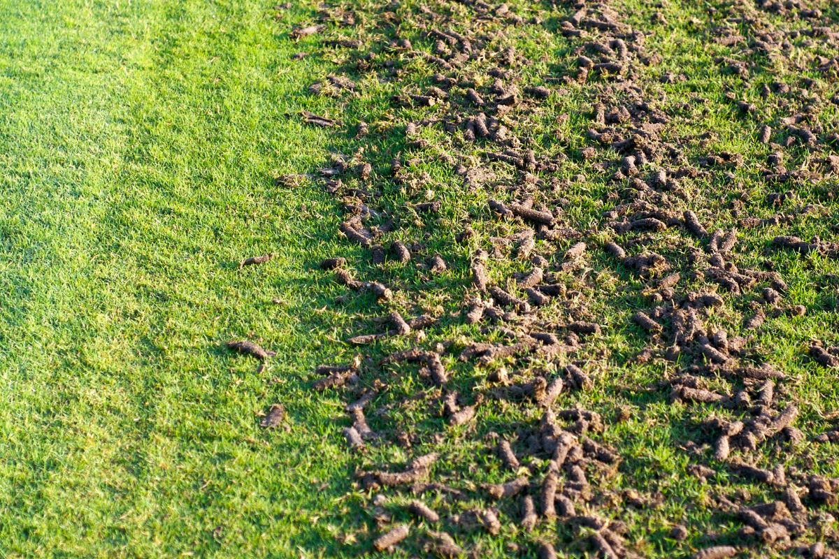 Aerating lawn