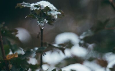 A Green Guide for Protecting Plants from Seasonal Elements