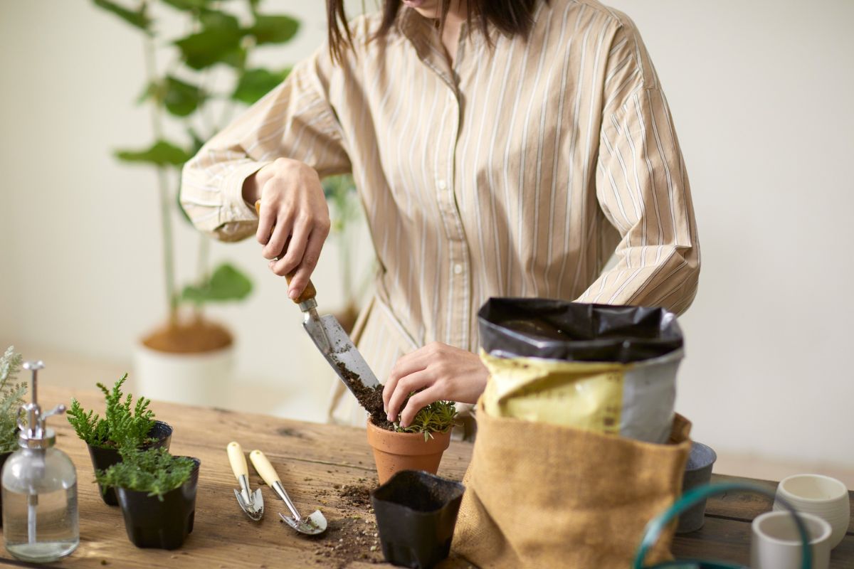 woman planting plants in a house