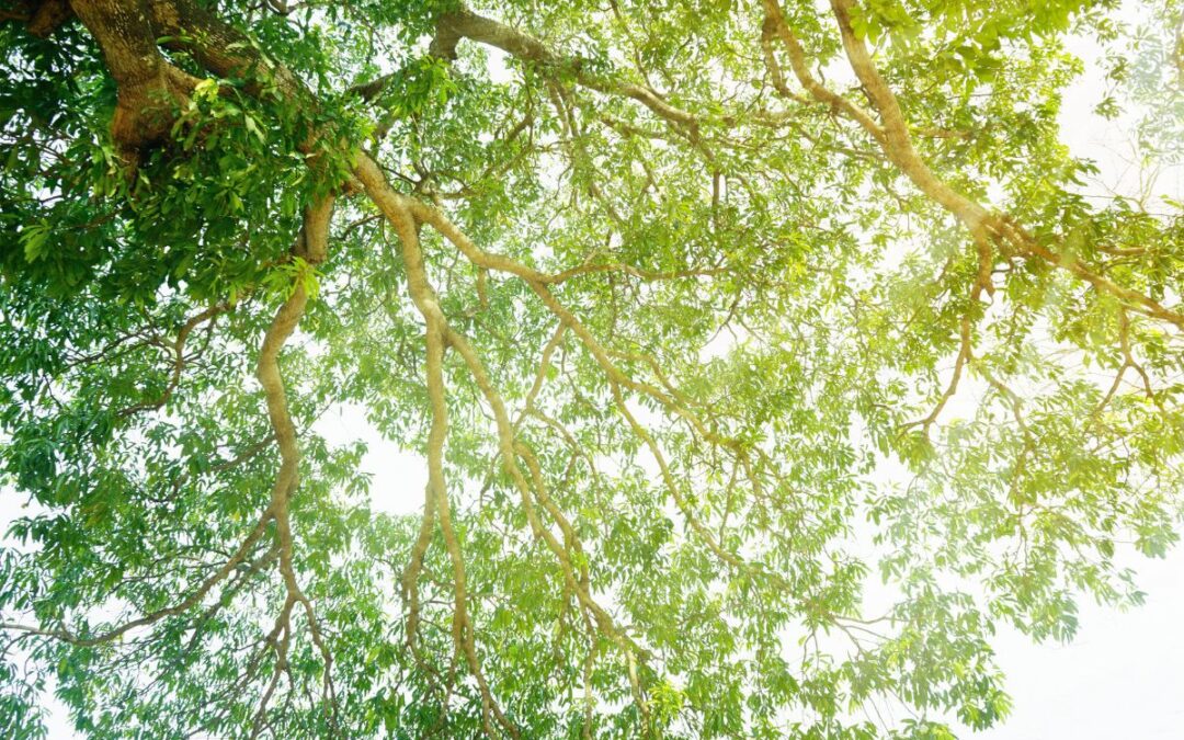 tree leaves against the sky