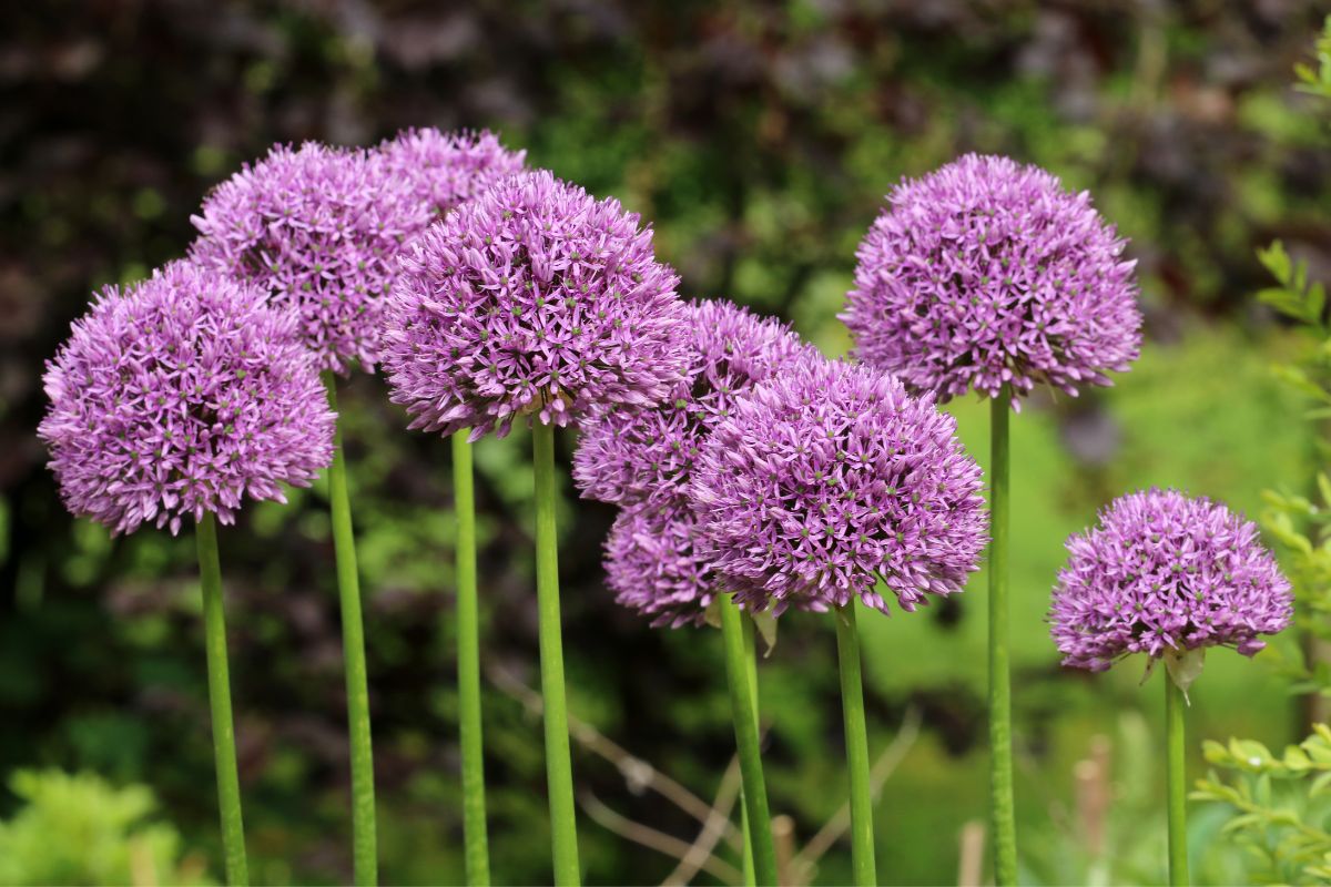 Alliums