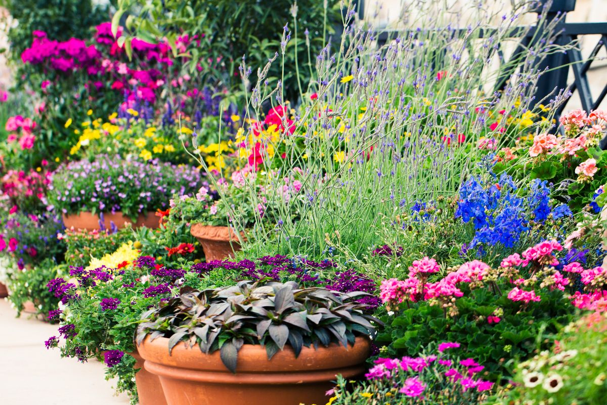 Thriving container blooms