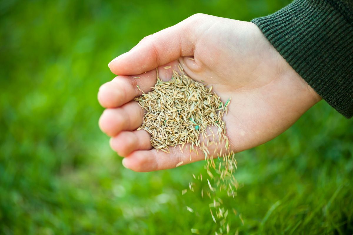 Overseed Your Lawn