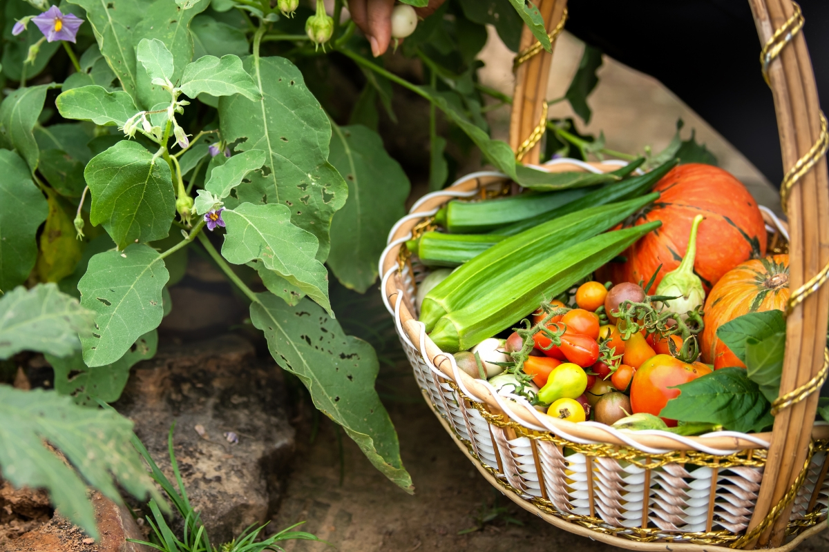 Plant Warm Season Vegetables