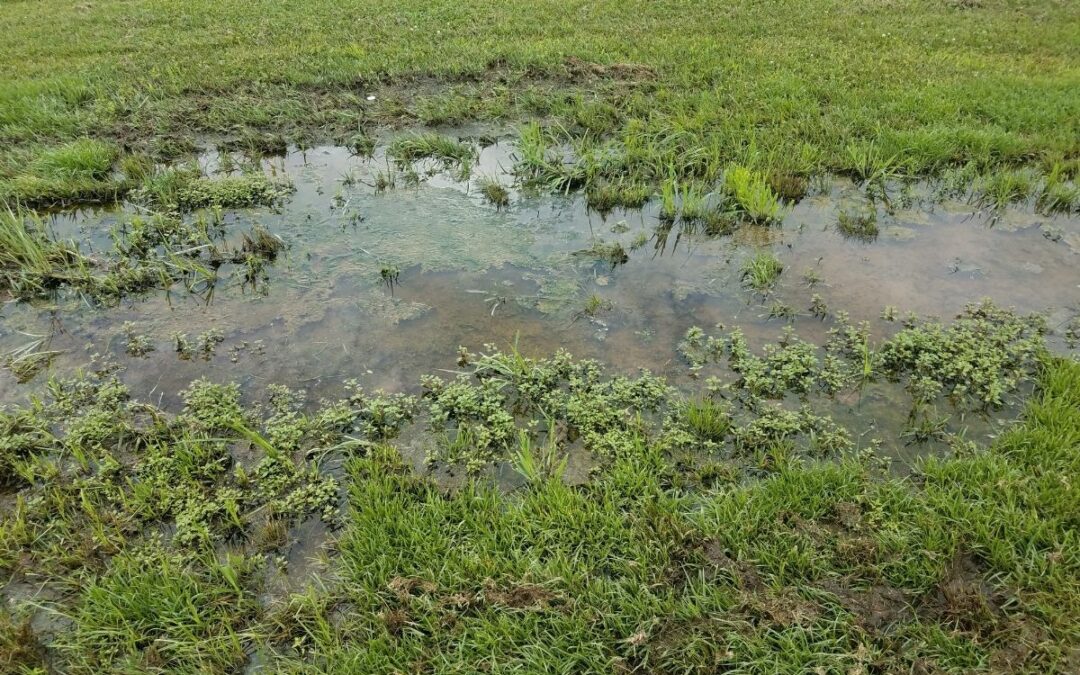 bare spots in lawn