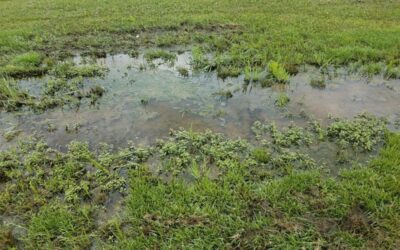 5 Signs Your Landscape Is Working Against You