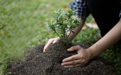 Why Fall Is the Best Time to Plant Trees and Shrubs in Western Washington